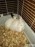 Bunny with cage