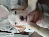 Boxer puppy