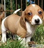 4 male Miniature Dachshund baby&rsquos