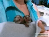 Breathtaking male and female marmosets 