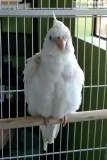 Baby Cockatiel