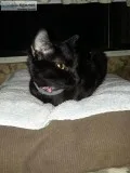 JET BLACK KITTEN