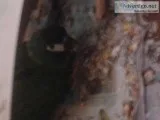 Mini Macaw