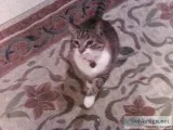 Tabby Cat Male 13 Yr. Old