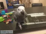 Coco Male African Grey Talking and Whistling
