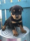Dashing Rottweiler Puppies Needing Caring Homes.