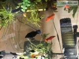 Need homes for parakeets and fish