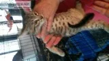 Egyptian mau mix kittens