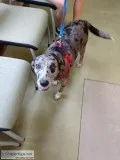 Louisiana Catahoula