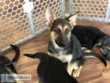German Shepherd pups