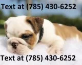 Smart English Bulldog Puppies Wanting New Homes.