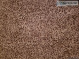 2 12 year old carpet