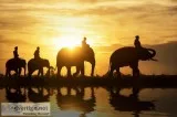 Indian jungle safari tours