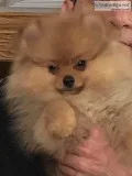 teddy bear pomeranin puppy
