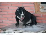 Dogs for sale in Bangalore