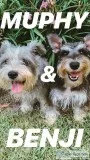 Miniature Schnauzer
