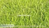 Freehold Land for Sale