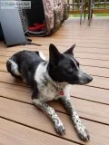 Female Border Collie Blue Healer Dog