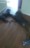 2 Tibetan Mastiff