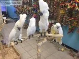 UMBRELLA COCKATOOS 4 REHOMING