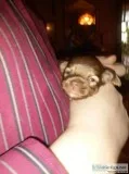 Long haired Chihuahua