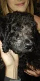 Multi color F1B Goldendoodles