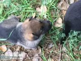 AKC registered German Shepherd puppy&rsquos