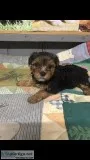 Ckc Yorkie Puppy (Female)