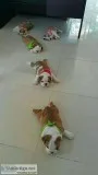Free pets to good home