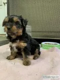 Beautiful CKC Yorkie Puppies