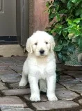 Labradoodle puppies