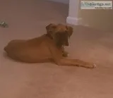 Male Boxer Puppy AKC