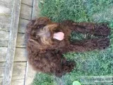 Chocolate Labradoodles