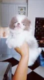 Adorable Pom Pups aKc Reg