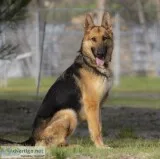 Max - Trained German Shepherd Male - Family andor Protection Dog