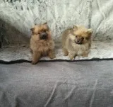 If anyone is interested. ..2 Pomeranian 1 male and 1 female