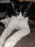 1 year old cat