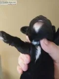 AKC MINIATURE POODLES