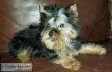 Tiny Yorkie