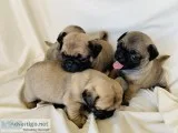 Stunning Pug Puppies