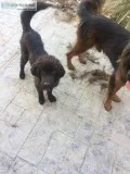 Tibetan Mastiff boy and a girl