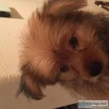 PomYorkie pups for sale