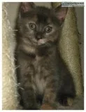 Beautiful Male Grey Tortoiseshell (1 month 23 Day Old) Kitten FR