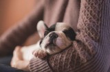 Pet Transportation from Texas to Anywhere in the U.S.