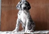 HARLEQUINBLUE Great Dane pups