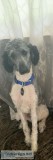 4 yr old Male Parti Standard Poodle