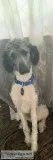 4 yr old Male Parti Standard Poodle
