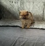 cute male and female Pom