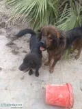 Tibetan Mastiff
