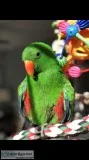 Eclectus Parrot